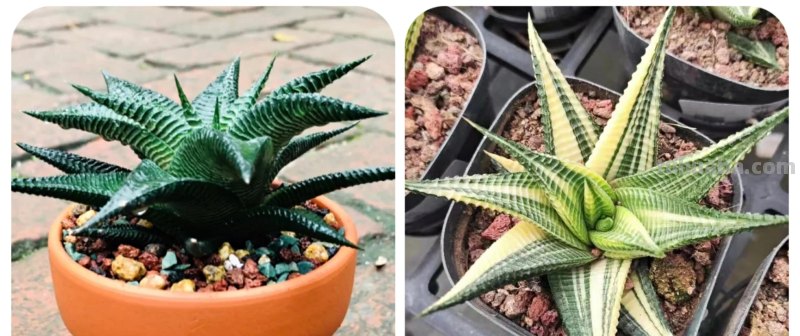 那些美出天际的多肉,既漂亮又好养,治愈心灵第一名 那些美出天际的多肉,既漂亮又好养,治愈心灵第一名