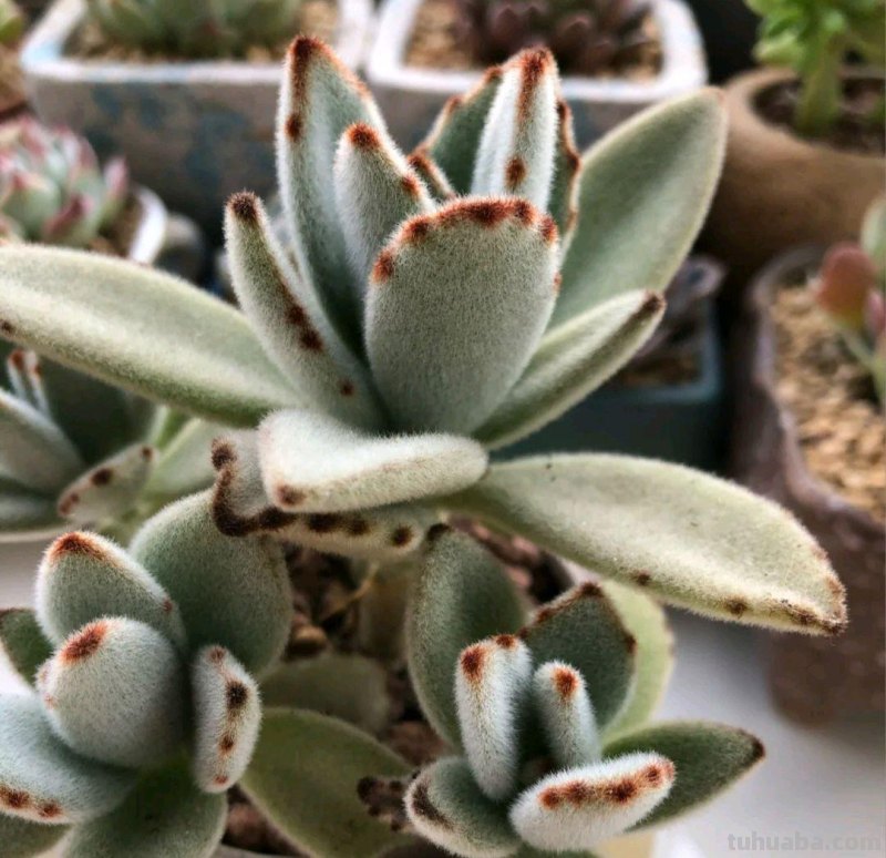 那些美出天际的多肉,既漂亮又好养,治愈心灵第一名 那些美出天际的多肉,既漂亮又好养,治愈心灵第一名