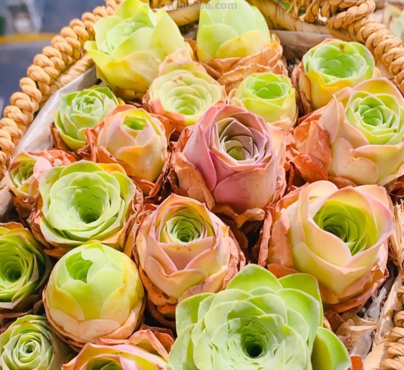 那些美出天际的多肉,既漂亮又好养,治愈心灵第一名 那些美出天际的多肉,既漂亮又好养,治愈心灵第一名