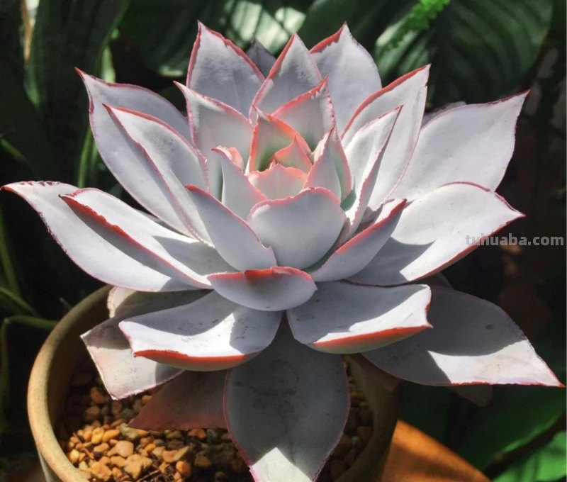 那些美出天际的多肉,既漂亮又好养,治愈心灵第一名 那些美出天际的多肉,既漂亮又好养,治愈心灵第一名