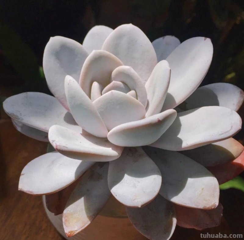 那些美出天际的多肉,既漂亮又好养,治愈心灵第一名 那些美出天际的多肉,既漂亮又好养,治愈心灵第一名