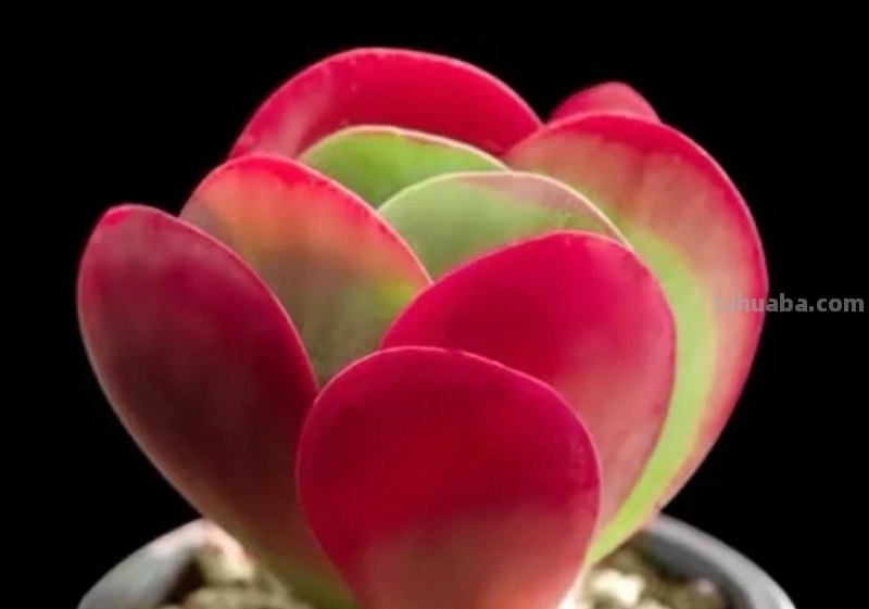 那些美出天际的多肉,既漂亮又好养,治愈心灵第一名 那些美出天际的多肉,既漂亮又好养,治愈心灵第一名