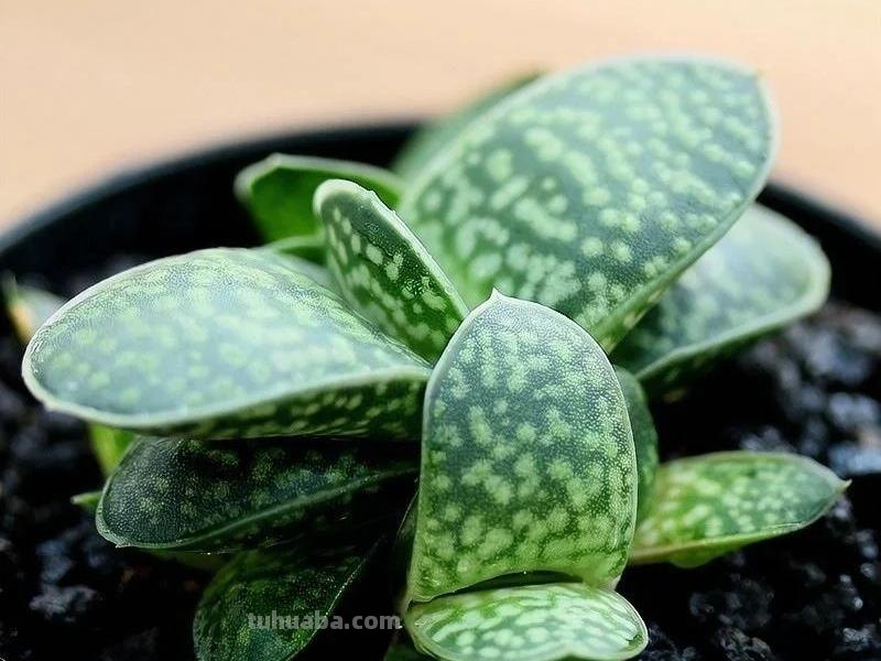 那些美出天际的多肉,既漂亮又好养,治愈心灵第一名 那些美出天际的多肉,既漂亮又好养,治愈心灵第一名