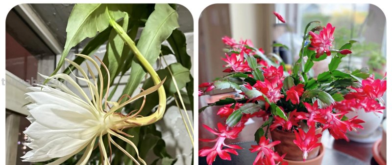 那些美出天际的多肉,既漂亮又好养,治愈心灵第一名 那些美出天际的多肉,既漂亮又好养,治愈心灵第一名