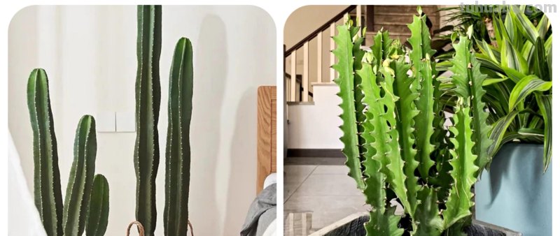 那些美出天际的多肉,既漂亮又好养,治愈心灵第一名 那些美出天际的多肉,既漂亮又好养,治愈心灵第一名