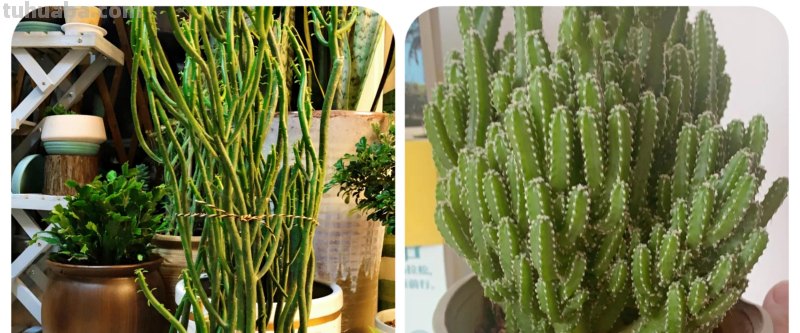 那些美出天际的多肉,既漂亮又好养,治愈心灵第一名 那些美出天际的多肉,既漂亮又好养,治愈心灵第一名