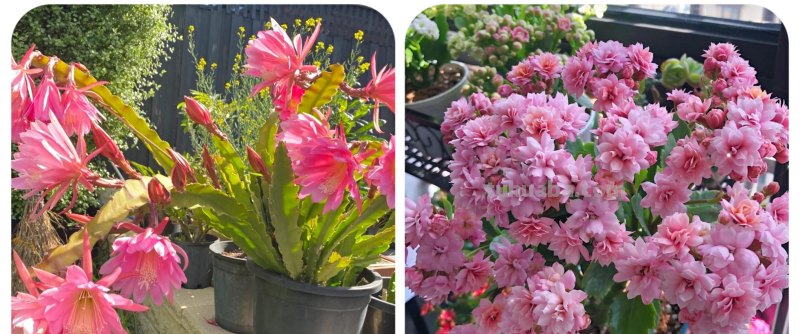 那些美出天际的多肉,既漂亮又好养,治愈心灵第一名 那些美出天际的多肉,既漂亮又好养,治愈心灵第一名