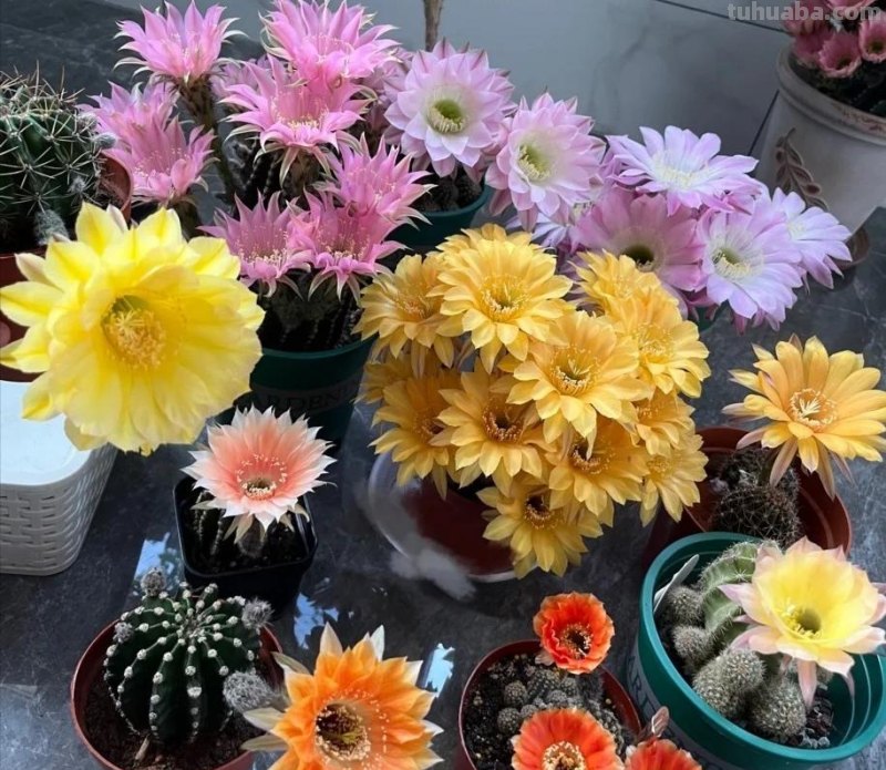 那些美出天际的多肉,既漂亮又好养,治愈心灵第一名 那些美出天际的多肉,既漂亮又好养,治愈心灵第一名