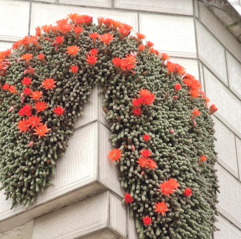 那些美出天际的多肉,既漂亮又好养,治愈心灵第一名 那些美出天际的多肉,既漂亮又好养,治愈心灵第一名