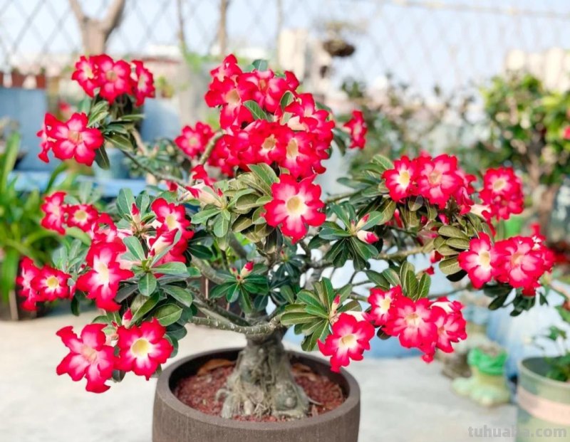 那些美出天际的多肉,既漂亮又好养,治愈心灵第一名 那些美出天际的多肉,既漂亮又好养,治愈心灵第一名