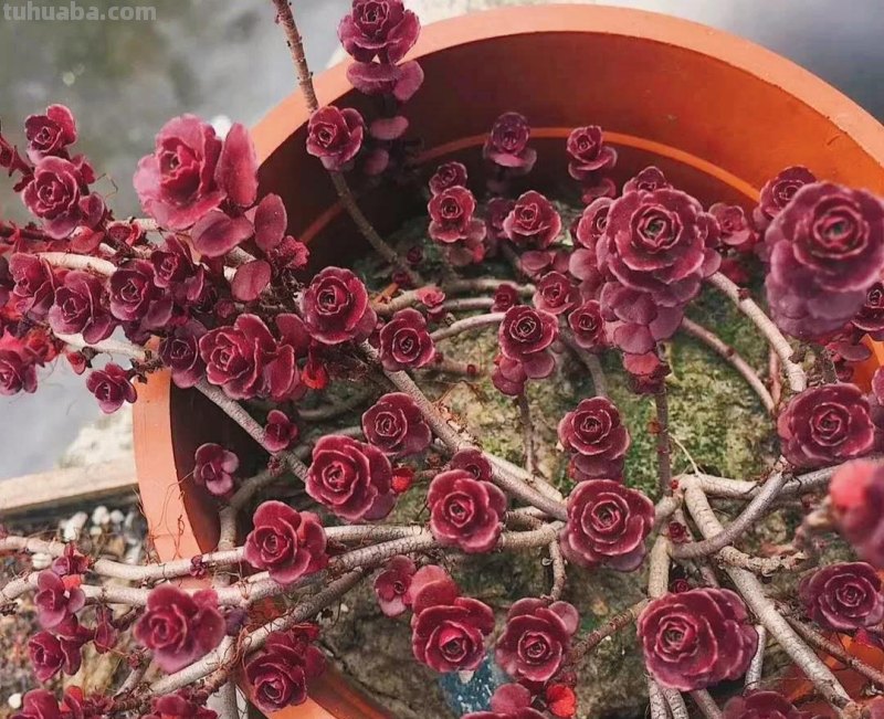 那些美出天际的多肉,既漂亮又好养,治愈心灵第一名 那些美出天际的多肉,既漂亮又好养,治愈心灵第一名