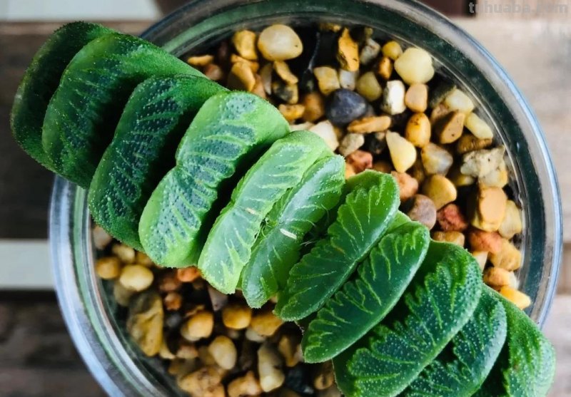 那些美出天际的多肉,既漂亮又好养,治愈心灵第一名 那些美出天际的多肉,既漂亮又好养,治愈心灵第一名