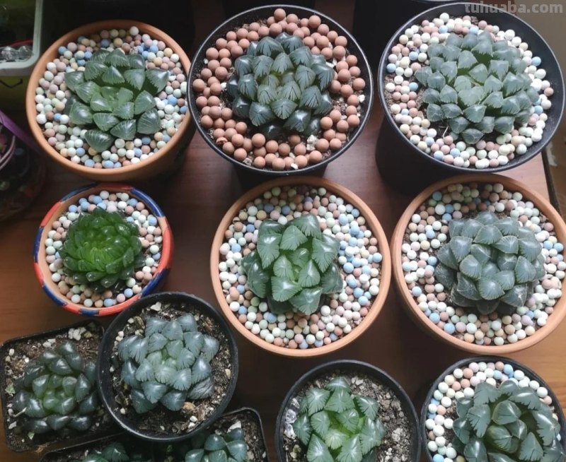 那些美出天际的多肉,既漂亮又好养,治愈心灵第一名 那些美出天际的多肉,既漂亮又好养,治愈心灵第一名