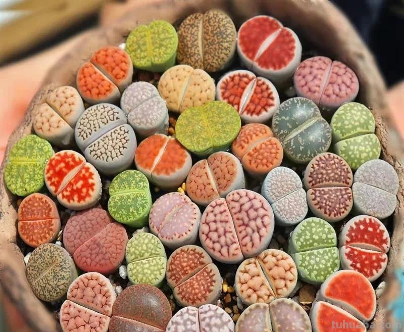 那些美出天际的多肉,既漂亮又好养,治愈心灵第一名 那些美出天际的多肉,既漂亮又好养,治愈心灵第一名