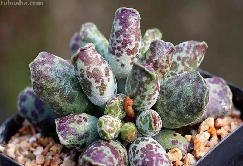 那些美出天际的多肉,既漂亮又好养,治愈心灵第一名 那些美出天际的多肉,既漂亮又好养,治愈心灵第一名