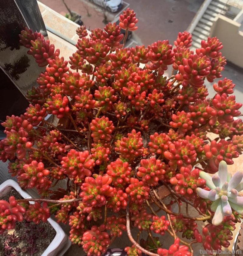 那些美出天际的多肉,既漂亮又好养,治愈心灵第一名 那些美出天际的多肉,既漂亮又好养,治愈心灵第一名