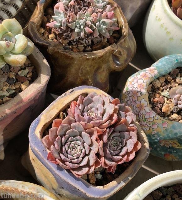 养多肉，要因地制宜，环境不同，养护方式不同，杜绝乱养