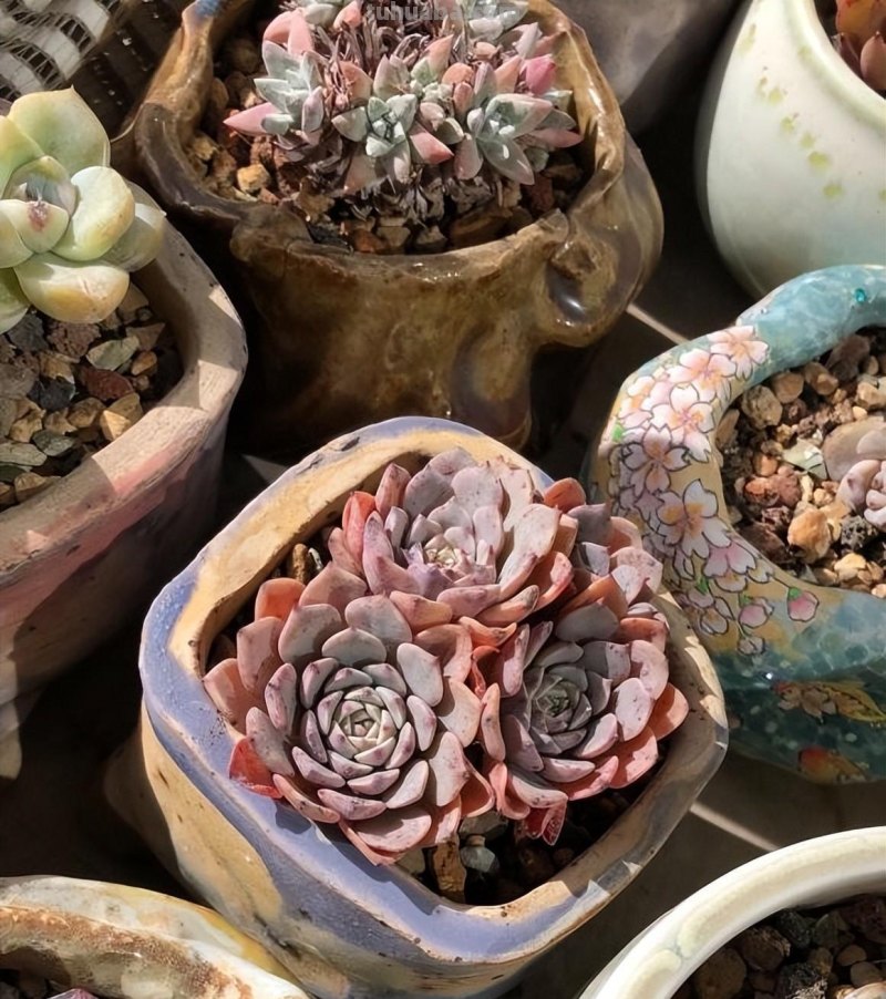 养多肉，要因地制宜，环境不同，养护方式不同，杜绝乱养