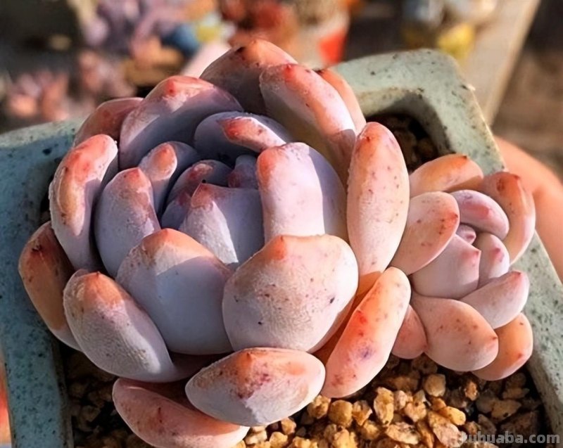 养多肉，要因地制宜，环境不同，养护方式不同，杜绝乱养