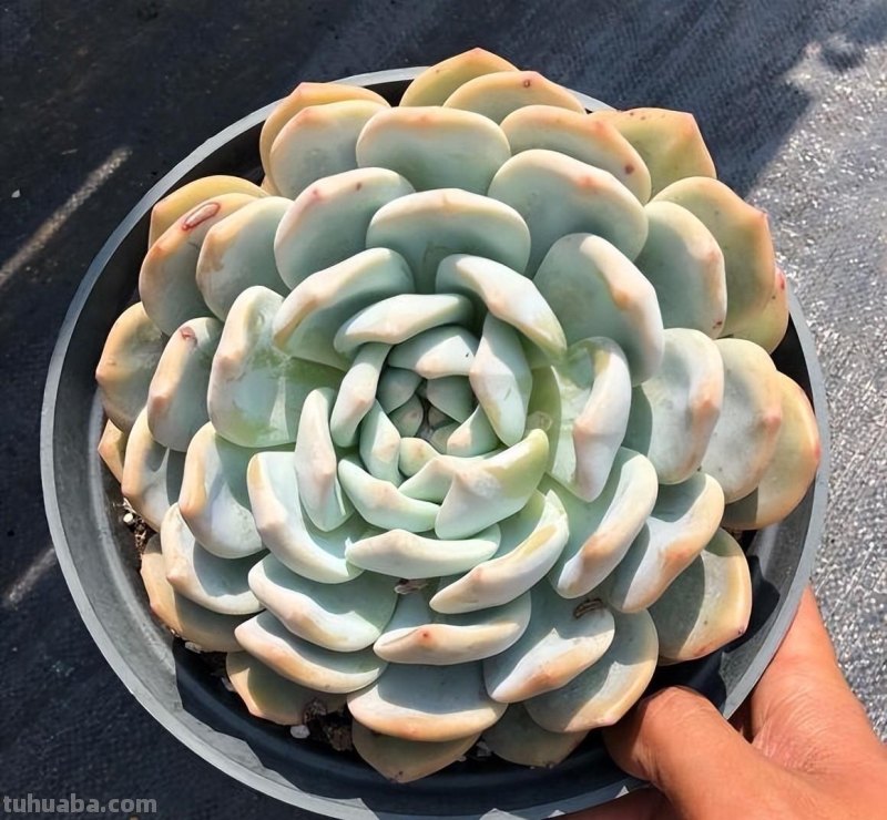 养多肉，要因地制宜，环境不同，养护方式不同，杜绝乱养