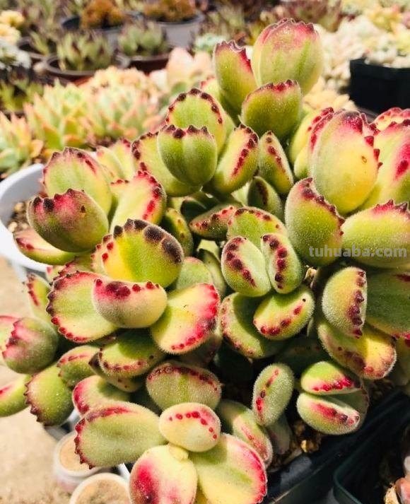 养多肉，要因地制宜，环境不同，养护方式不同，杜绝乱养