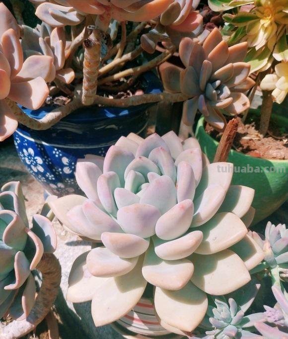 养多肉，要因地制宜，环境不同，养护方式不同，杜绝乱养