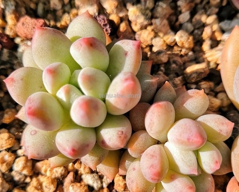 养多肉，要因地制宜，环境不同，养护方式不同，杜绝乱养