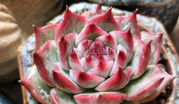 养多肉，要因地制宜，环境不同，养护方式不同，杜绝乱养