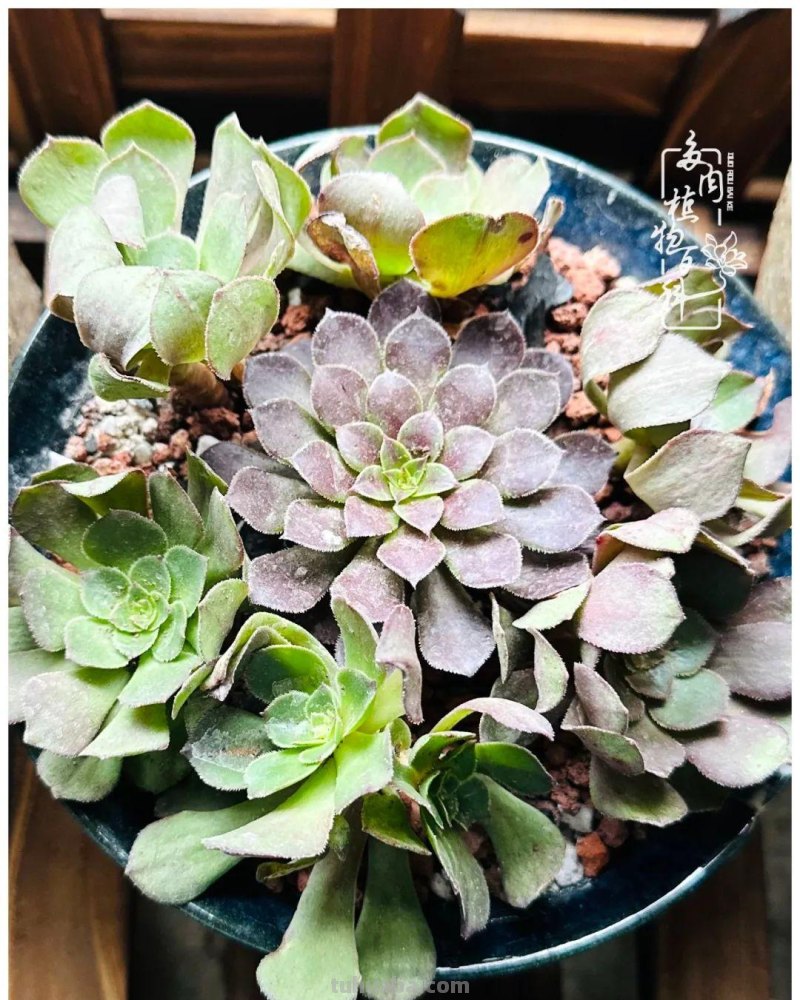 多肉新手的疯狂，肉坑的你能秒懂