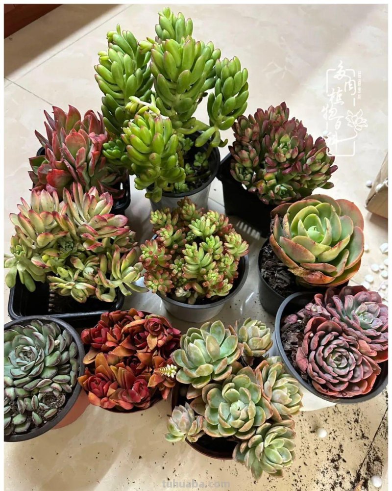 多肉新手的疯狂，肉坑的你能秒懂