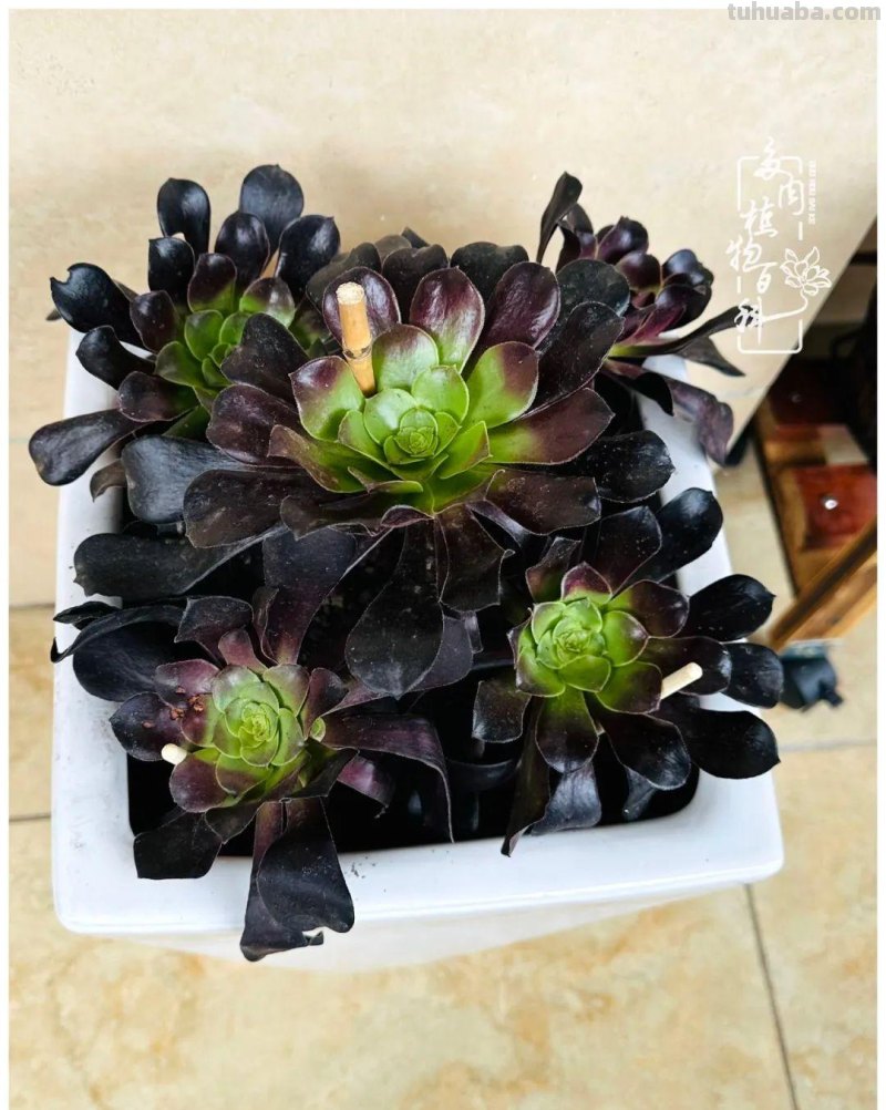 多肉新手的疯狂，肉坑的你能秒懂