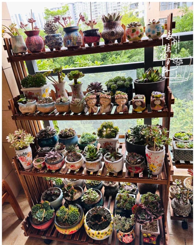 多肉新手的疯狂，肉坑的你能秒懂