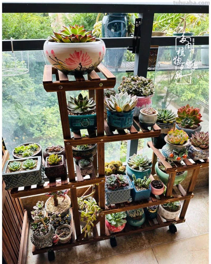 多肉新手的疯狂，肉坑的你能秒懂