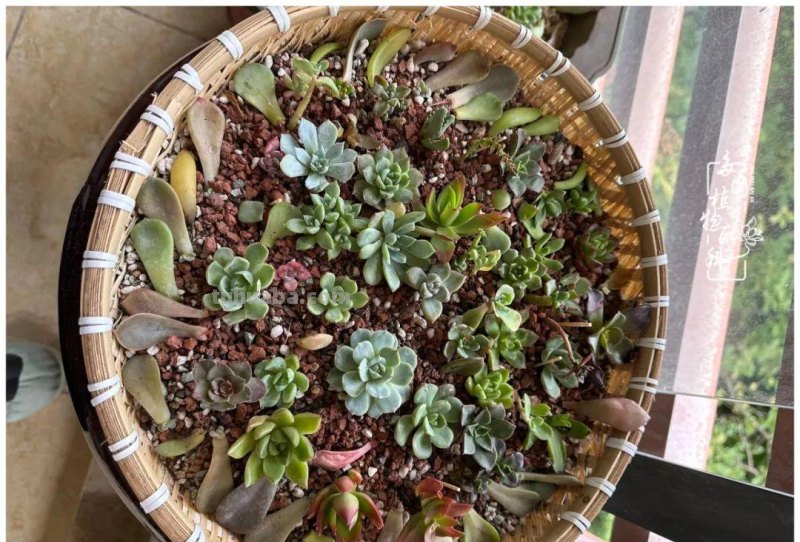 多肉新手的疯狂，肉坑的你能秒懂