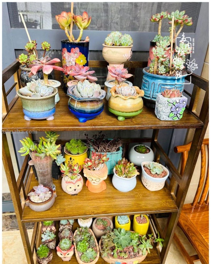 多肉新手的疯狂，肉坑的你能秒懂