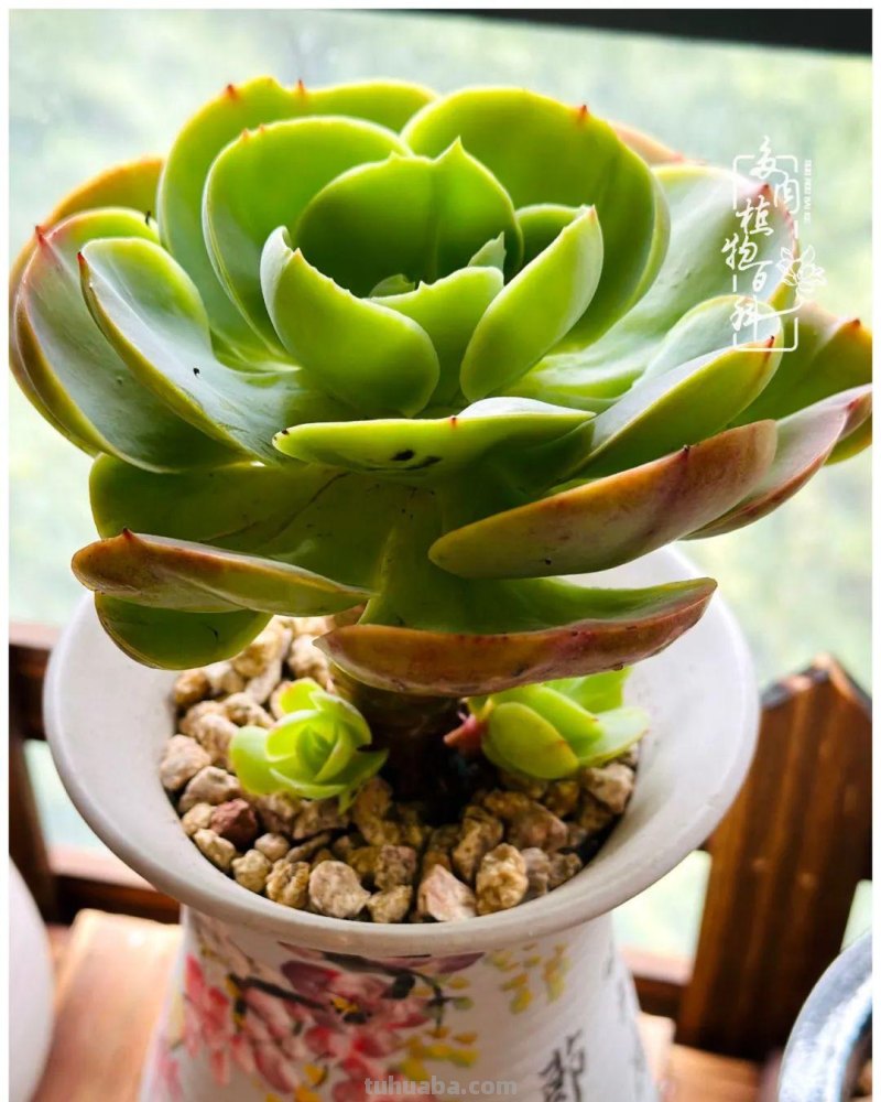 多肉新手的疯狂，肉坑的你能秒懂