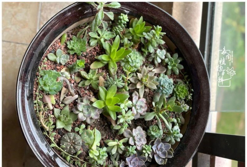 多肉新手的疯狂，肉坑的你能秒懂