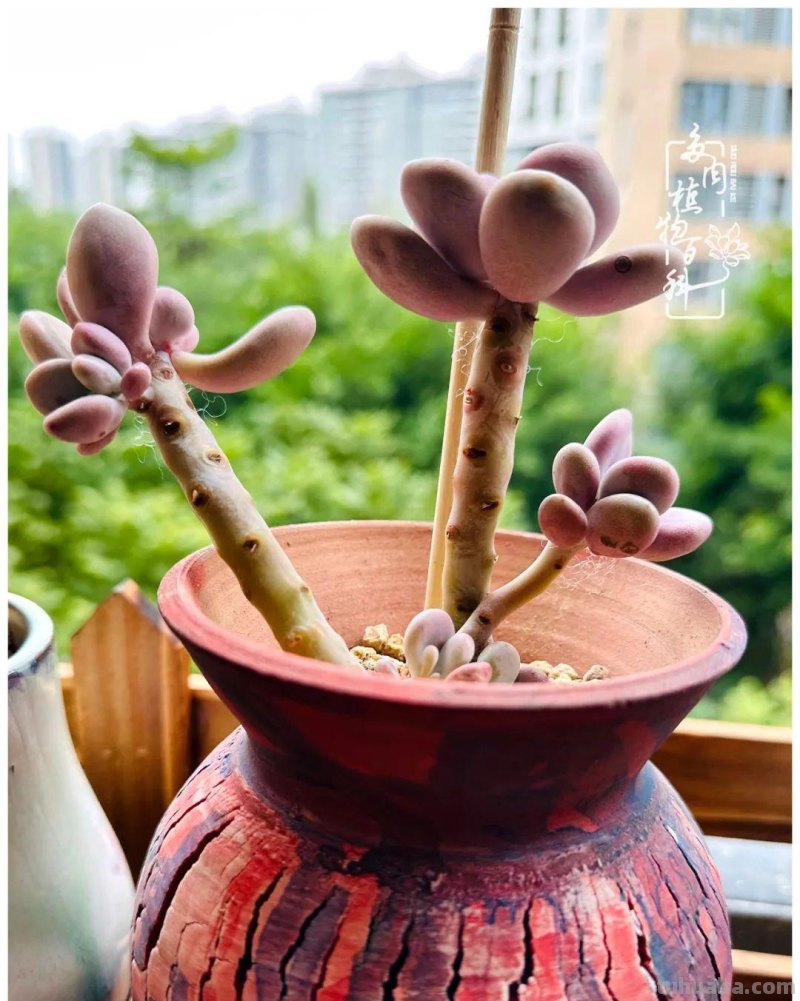 多肉新手的疯狂，肉坑的你能秒懂