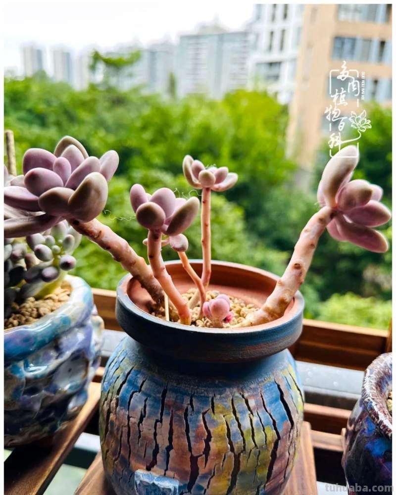 多肉新手的疯狂，肉坑的你能秒懂