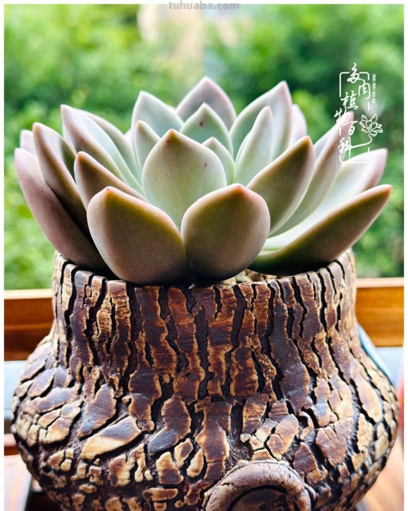 多肉新手的疯狂，肉坑的你能秒懂