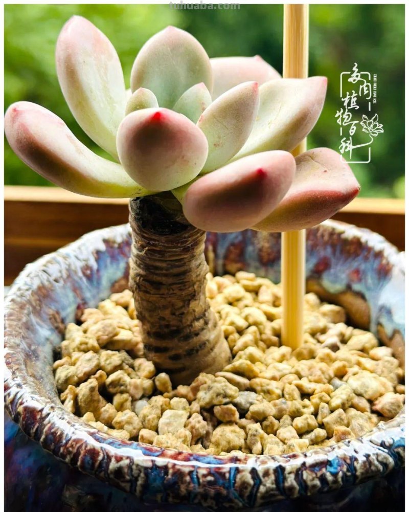 多肉新手的疯狂，肉坑的你能秒懂