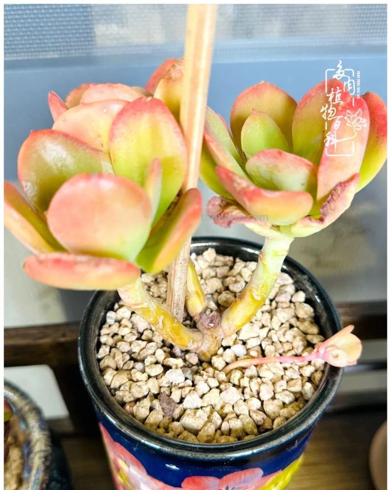 多肉新手的疯狂，肉坑的你能秒懂