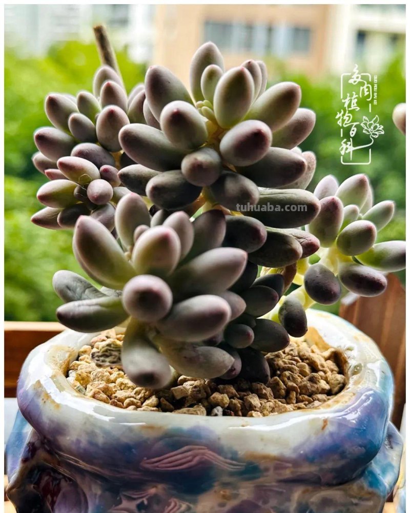 多肉新手的疯狂，肉坑的你能秒懂