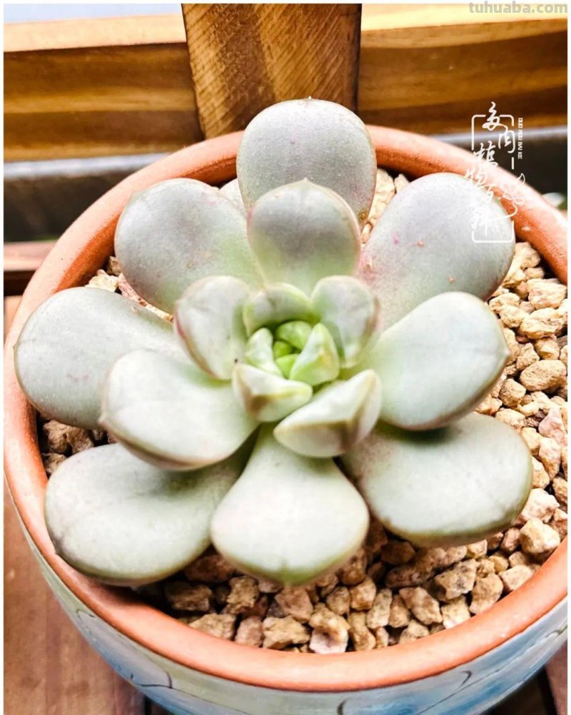 多肉新手的疯狂，肉坑的你能秒懂