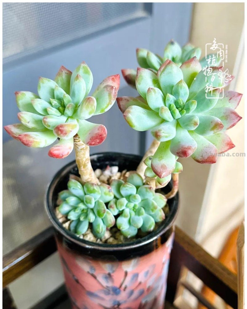 多肉新手的疯狂，肉坑的你能秒懂