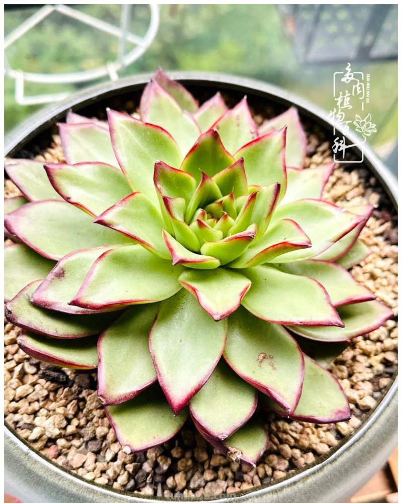 多肉新手的疯狂，肉坑的你能秒懂