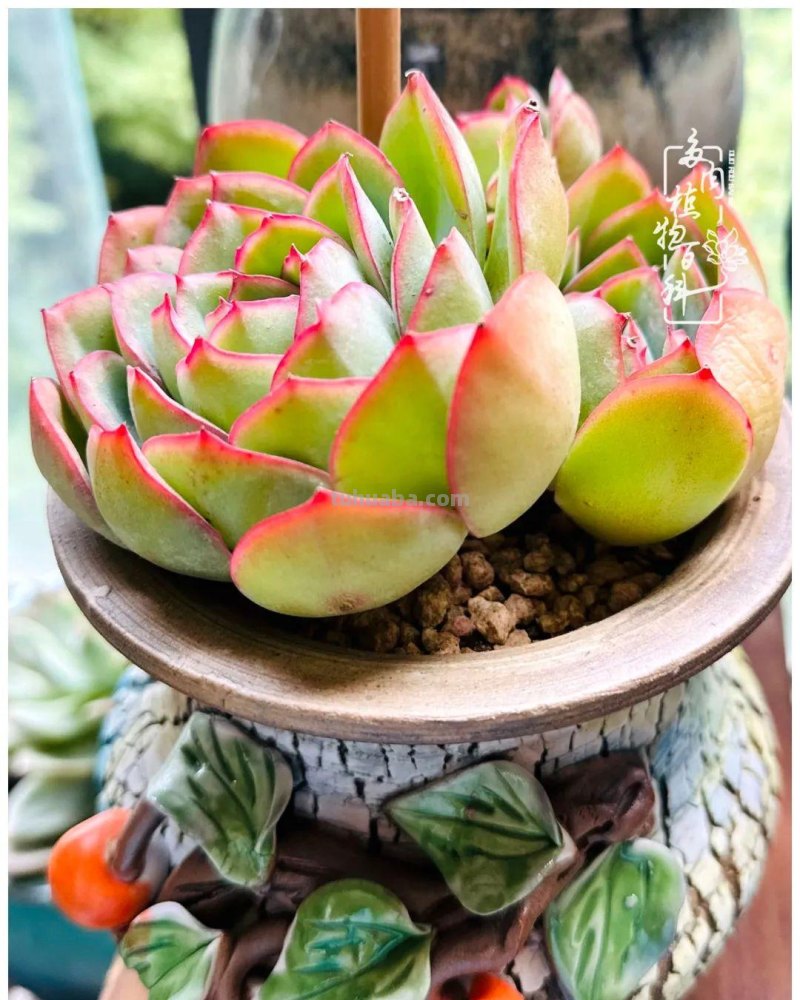 多肉新手的疯狂，肉坑的你能秒懂