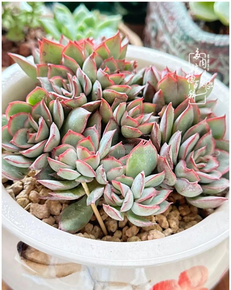 多肉新手的疯狂，肉坑的你能秒懂