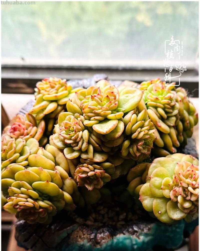 多肉新手的疯狂，肉坑的你能秒懂