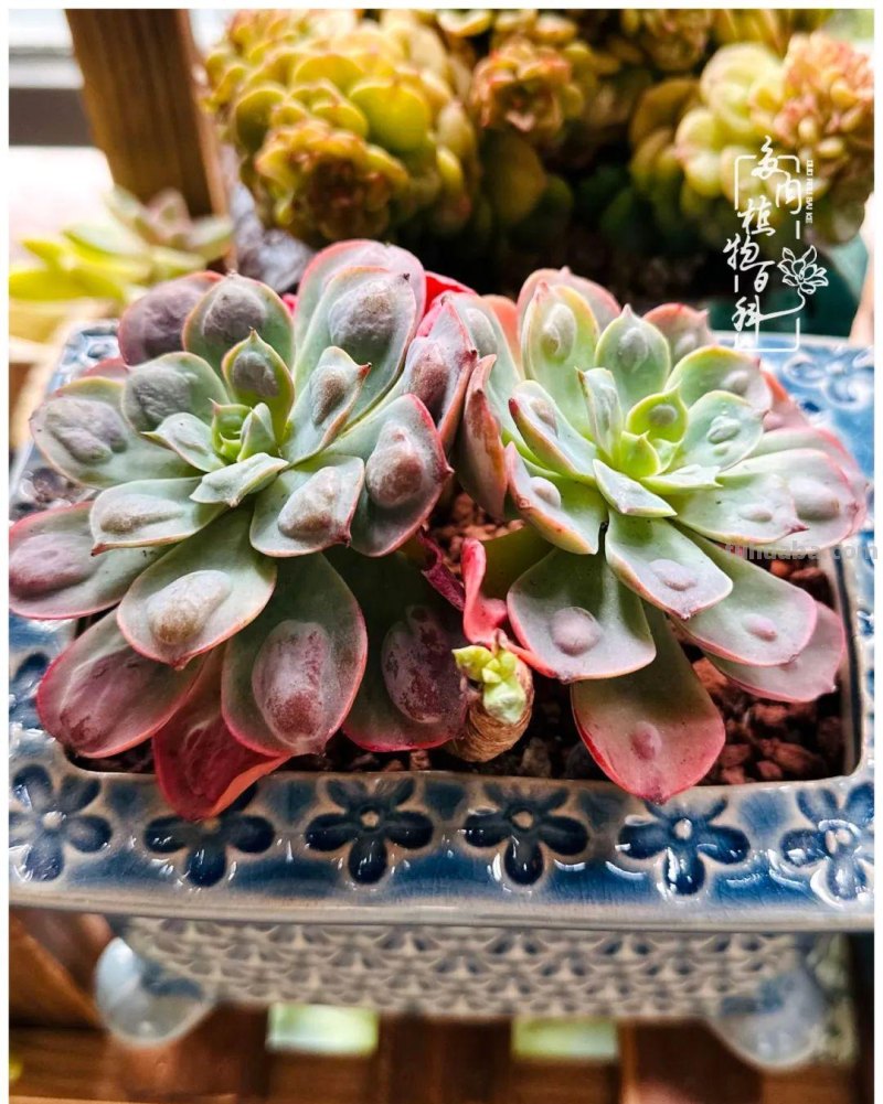 多肉新手的疯狂，肉坑的你能秒懂